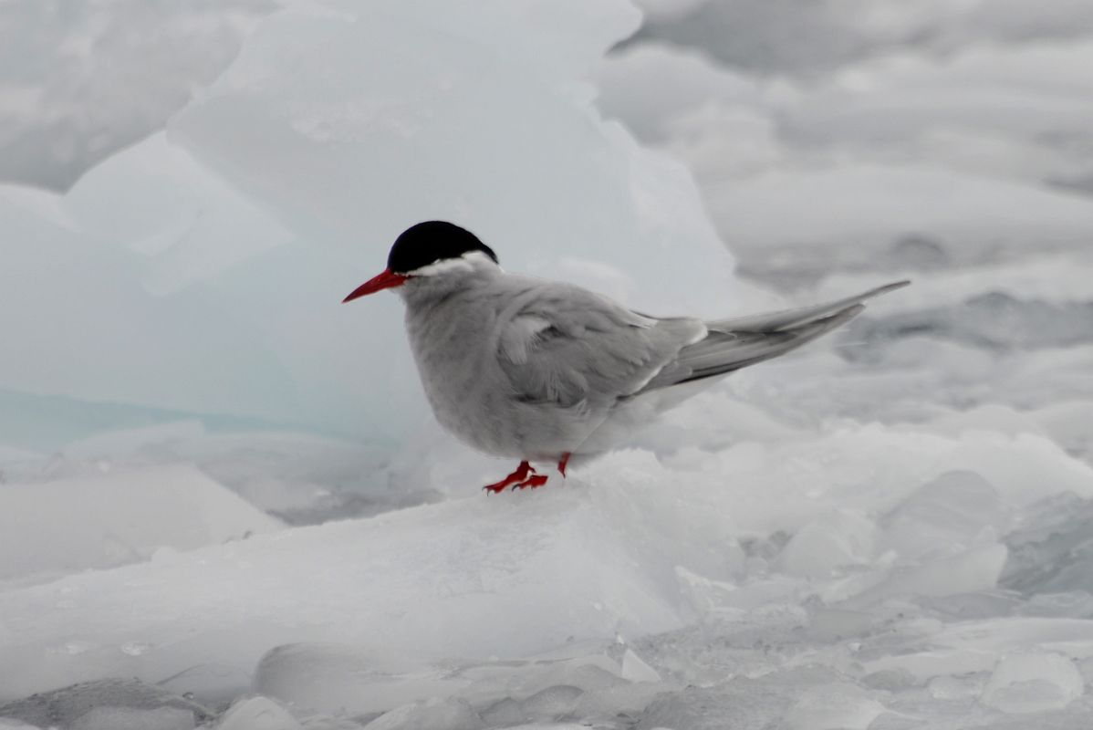 04A Antarctic Tern Bird On The Ice In The Water Near Danco Island On Quark Expeditions Antarctica Cruise